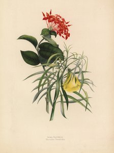 Jungle Geranium, Ixora Coccinea, and Yellow Oleander, Thevetia Neriifolia